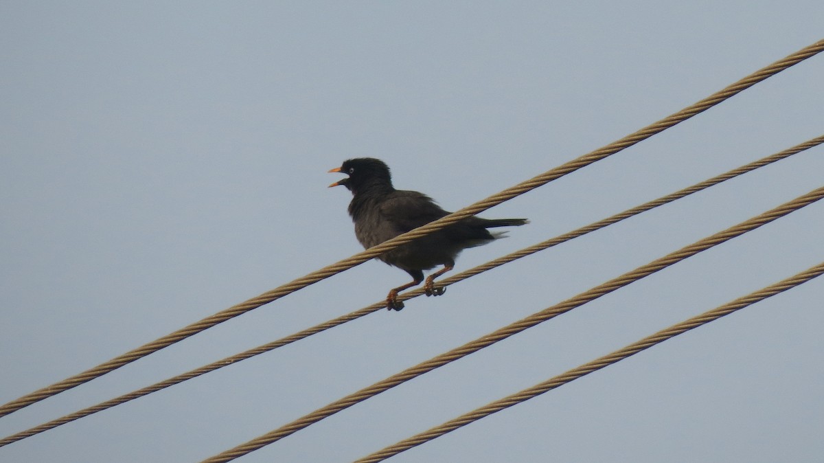 Jungle Myna - ML152056191