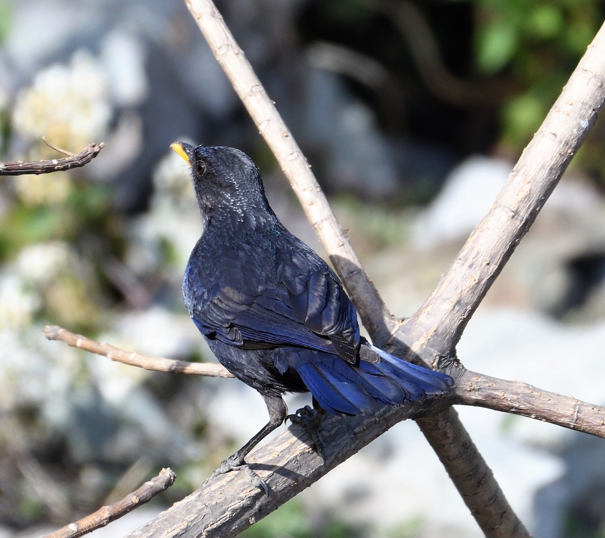 Blue Whistling-Thrush - ML152056611