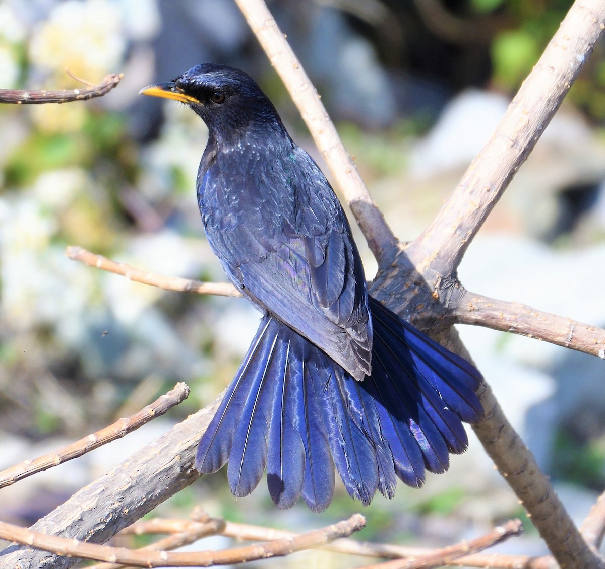 Blue Whistling-Thrush - ML152056621