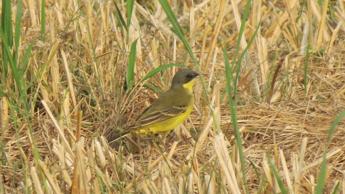 konipas luční (ssp. thunbergi) - ML152057011