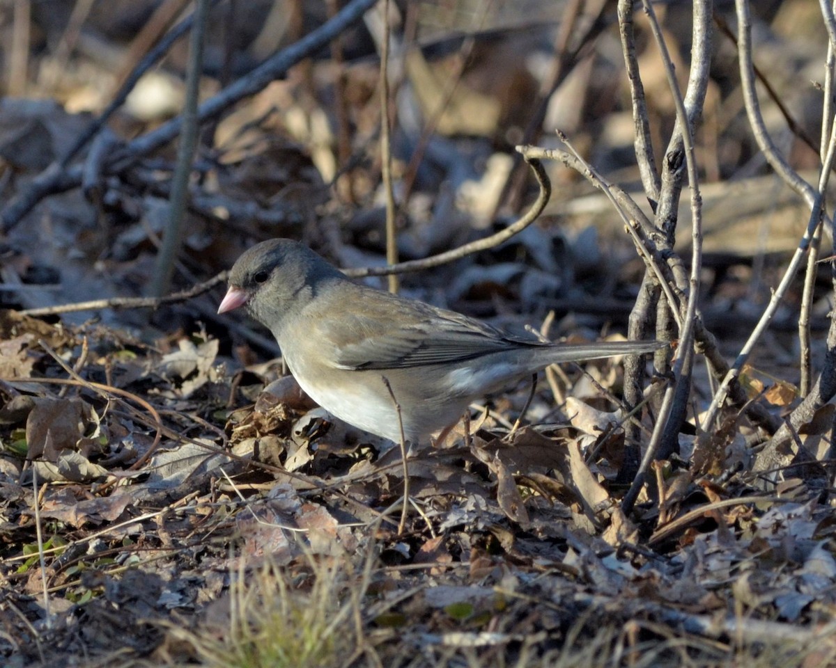 Dark-eyed Junco (Slate-colored) - ML152057561