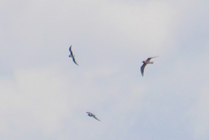 Franklin's Gull - ML152057781