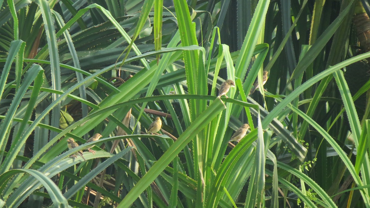 Baya Weaver - ML152057961