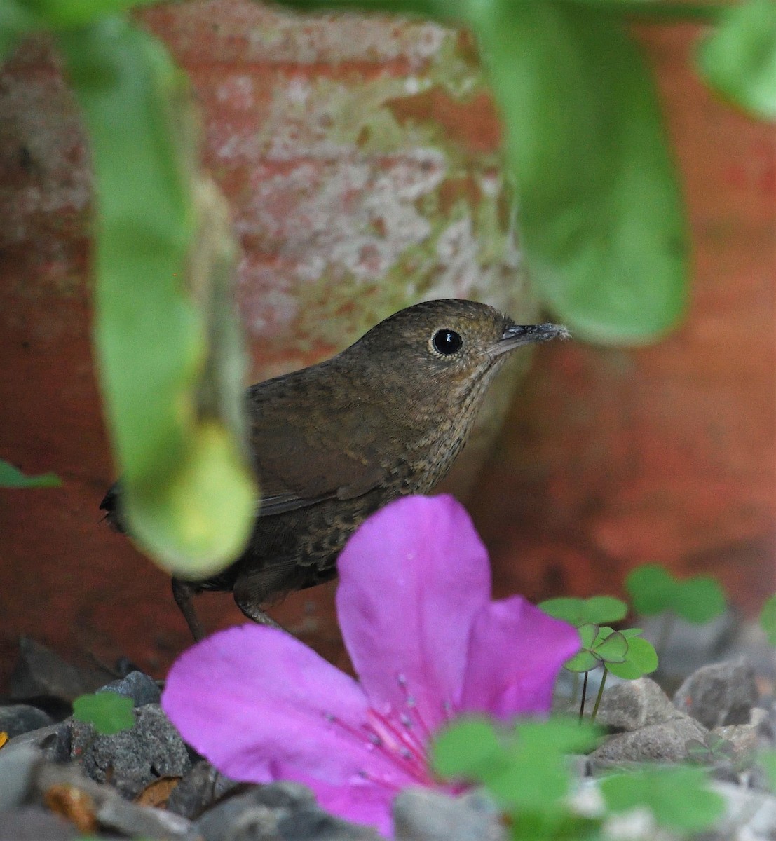 Immaculate Cupwing - VIJAY S