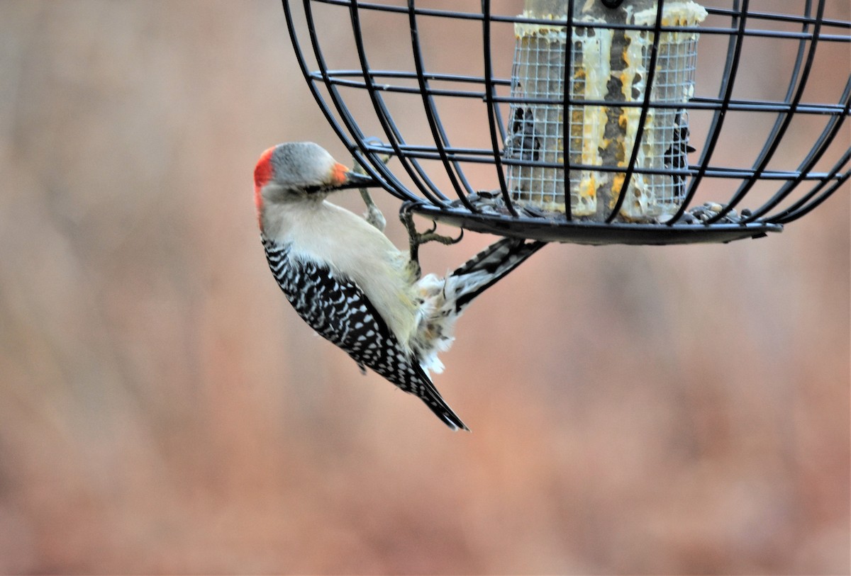 Red-bellied Woodpecker - ML152058731