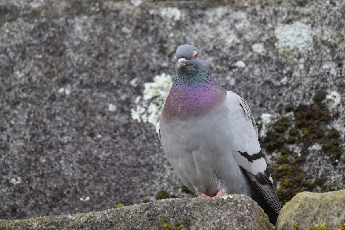 Rock Pigeon (Feral Pigeon) - Luís Santos