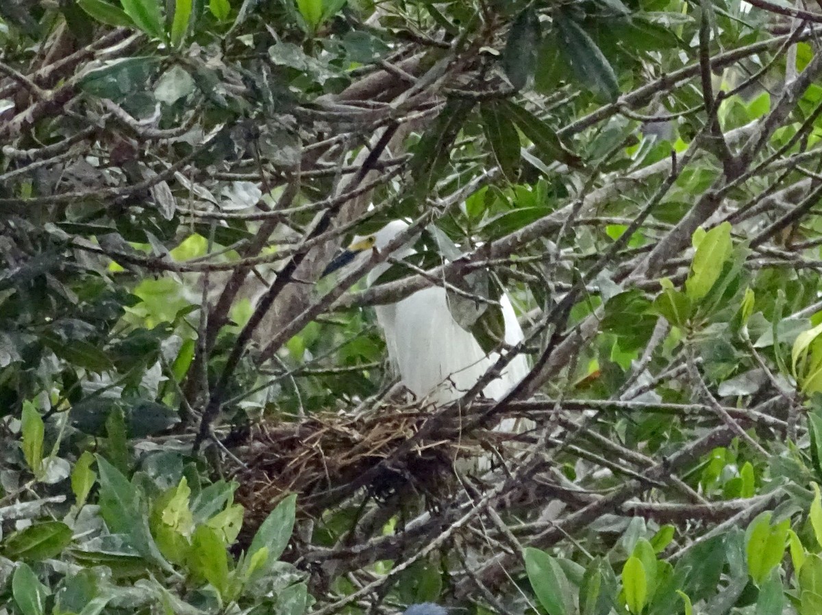 Snowy Egret - ML152060221