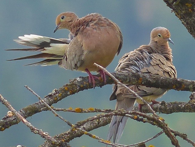 Mourning Dove - ML152061861