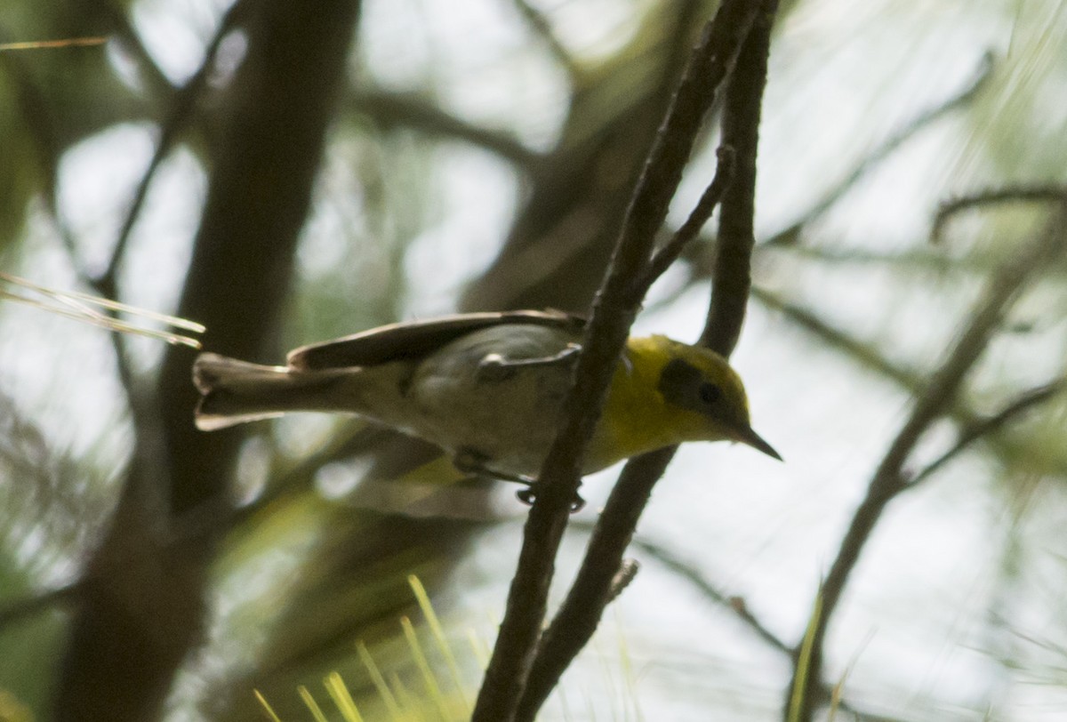 Black-throated Green Warbler - Cristian Eric  Miranda