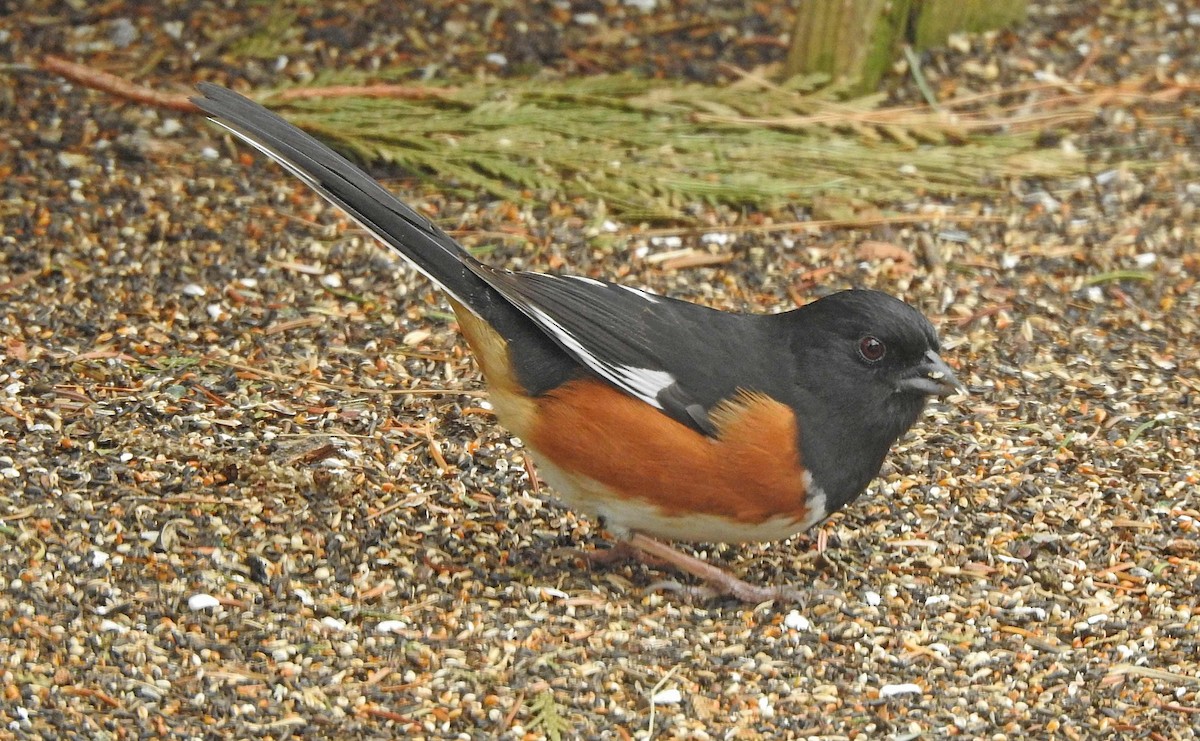 Eastern Towhee - ML152063891