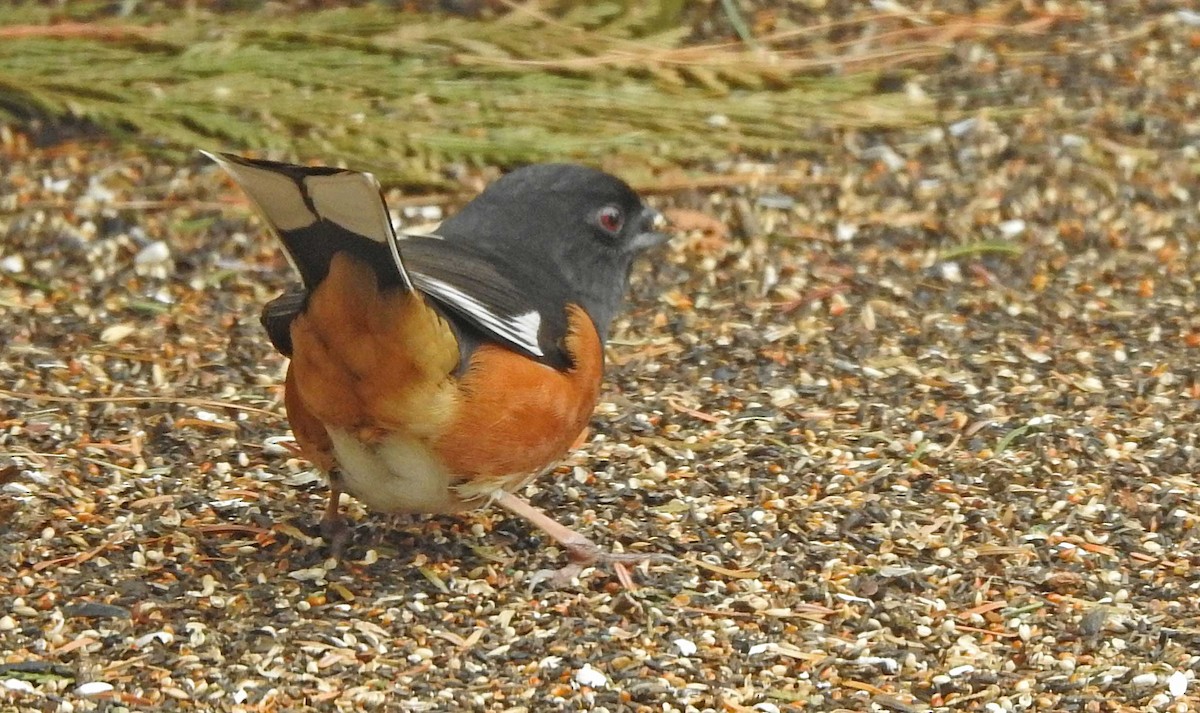 ワキアカトウヒチョウ - ML152063921