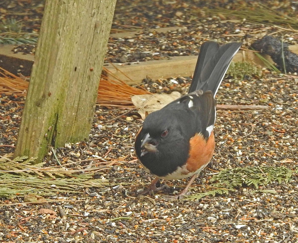 Eastern Towhee - ML152063961