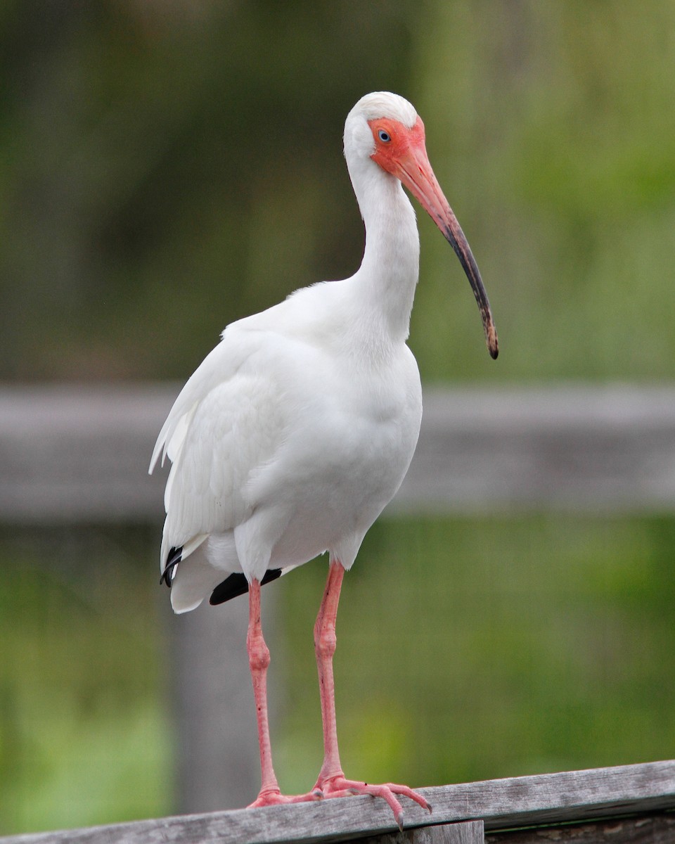 White Ibis - ML152067631