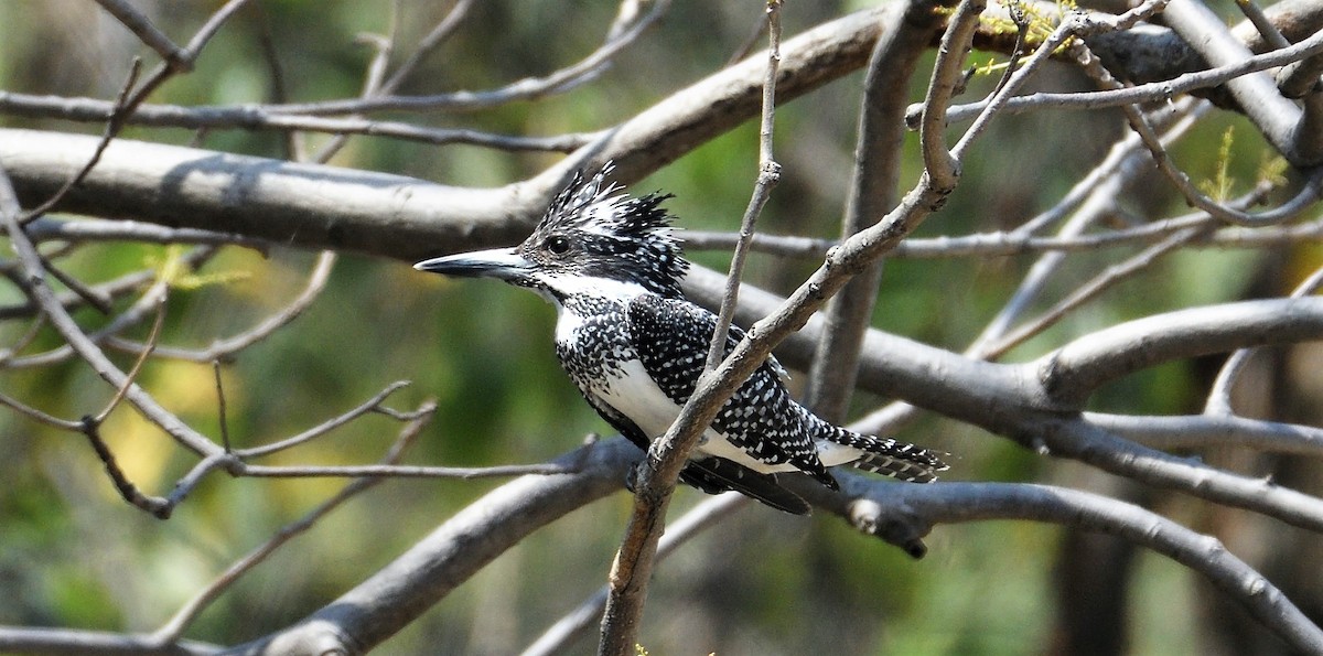 Crested Kingfisher - ML152067661