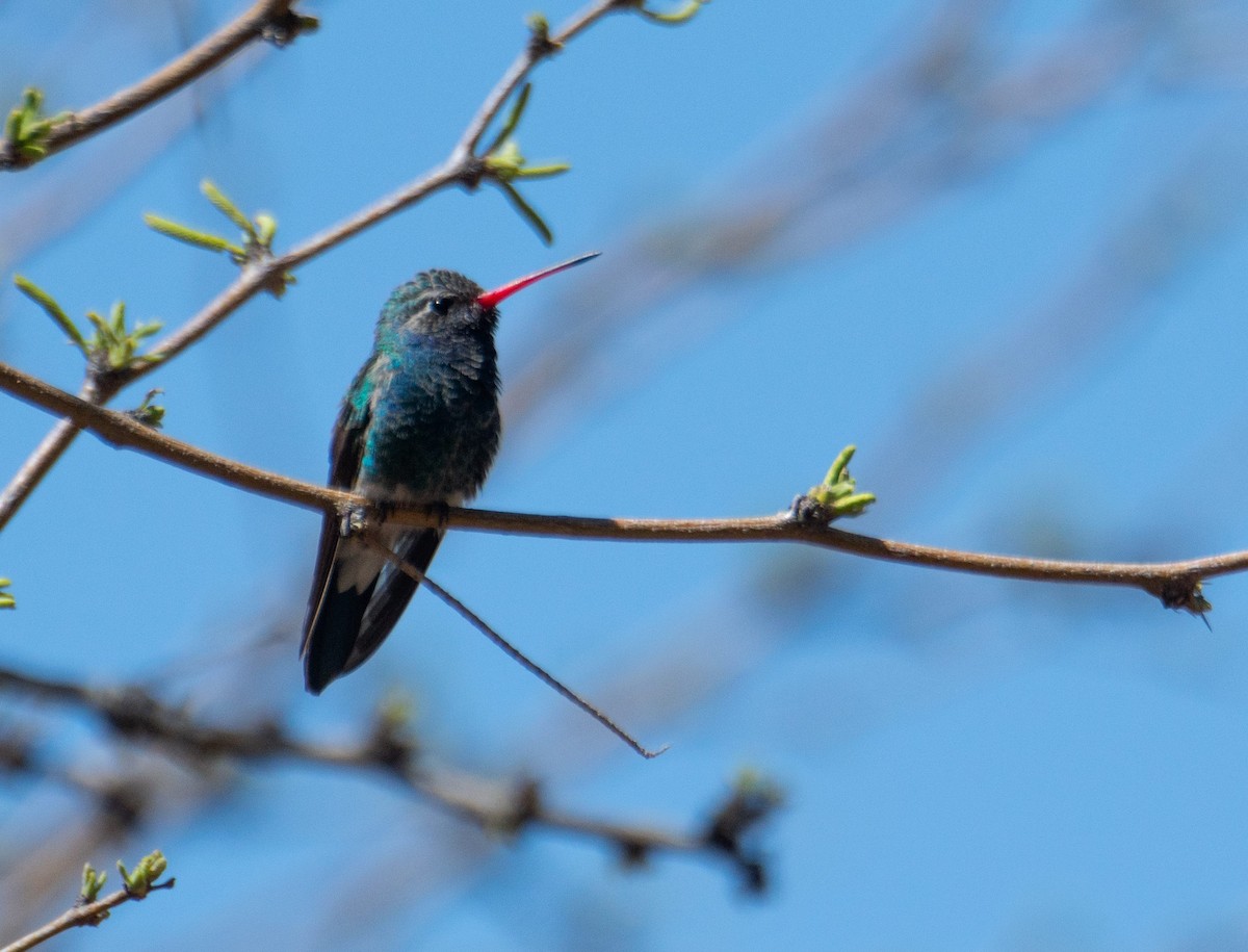 Broad-billed Hummingbird - Annette McClellan