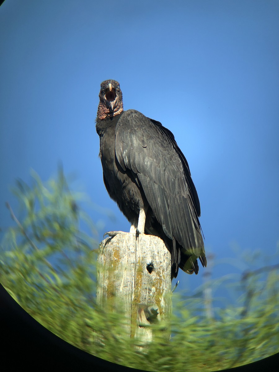 Black Vulture - ML152067971