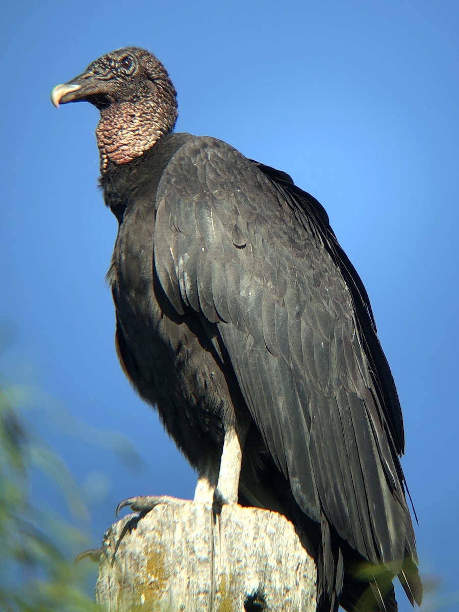 Black Vulture - ML152067981