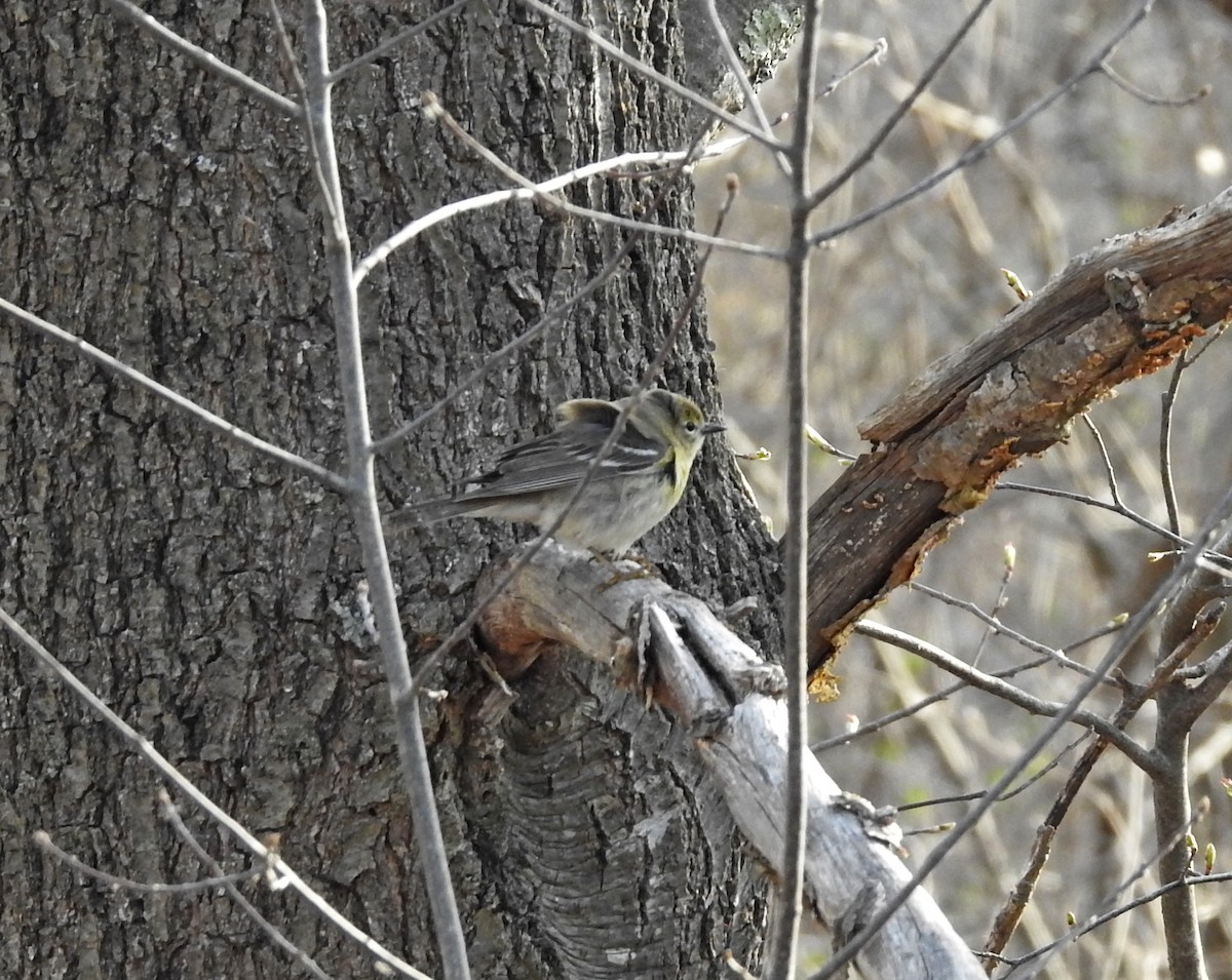Pine Warbler - Dan Prima