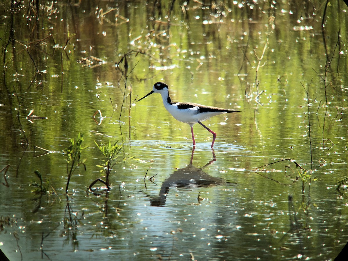 Black-necked Stilt - ML152068381