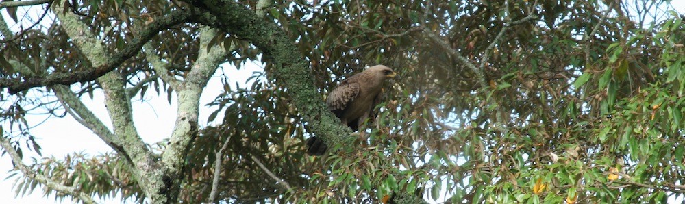 Aigle de Wahlberg - ML152068661