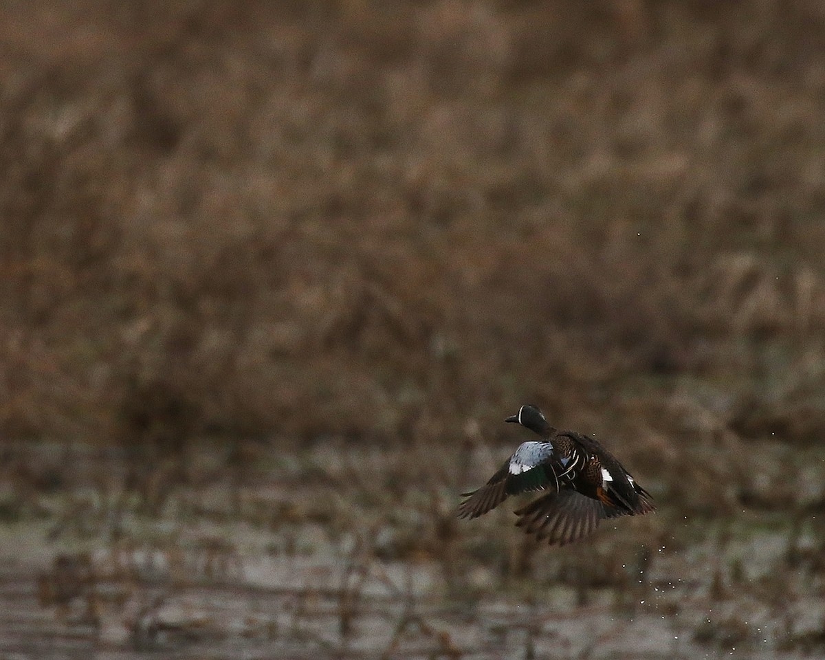 Blue-winged Teal - Linda Scrima