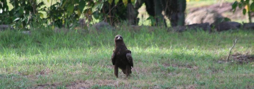 Wahlberg's Eagle - Anabel&Geoff Harries