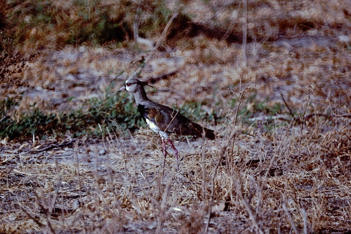 Southern Lapwing - ML152074351