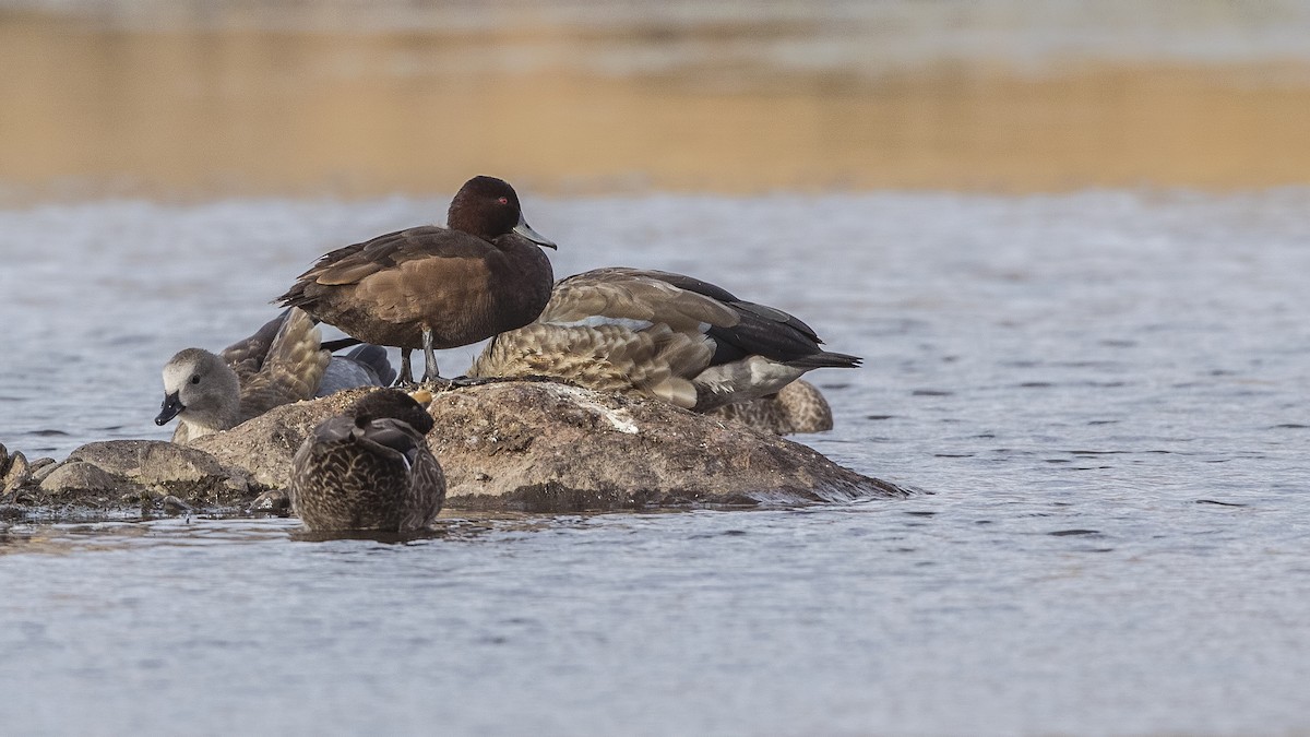 Southern Pochard - ML152074671