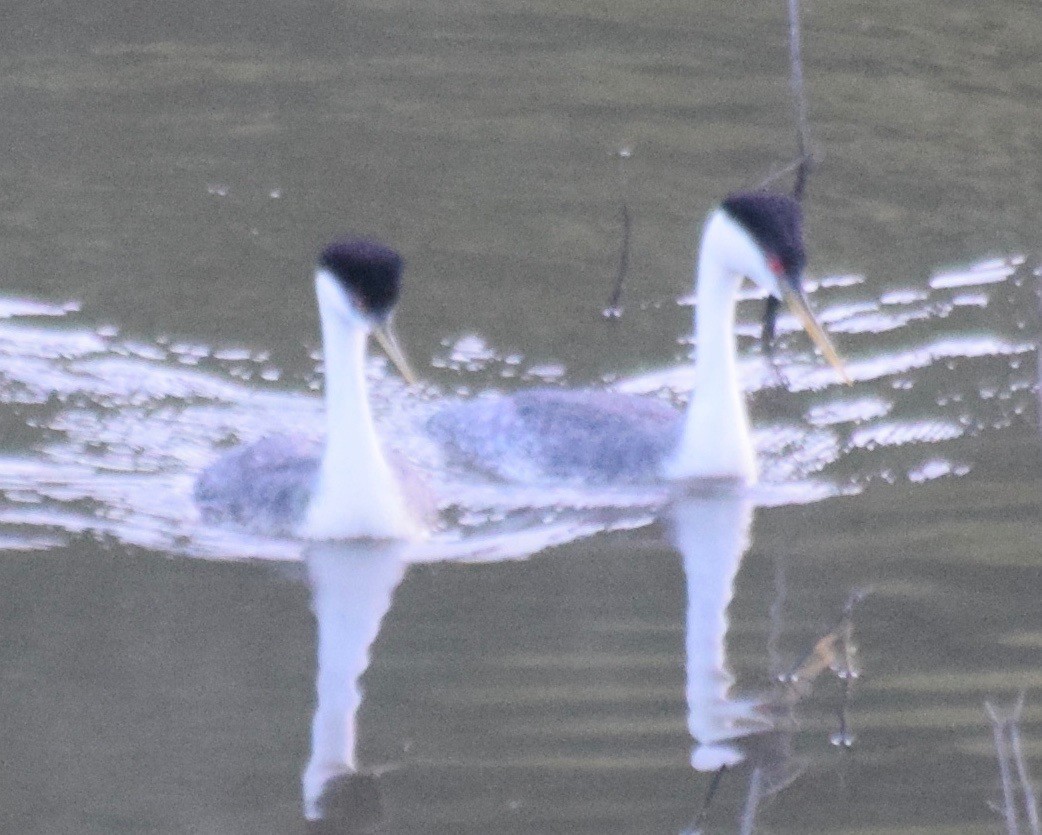 Western Grebe - Asher Perla