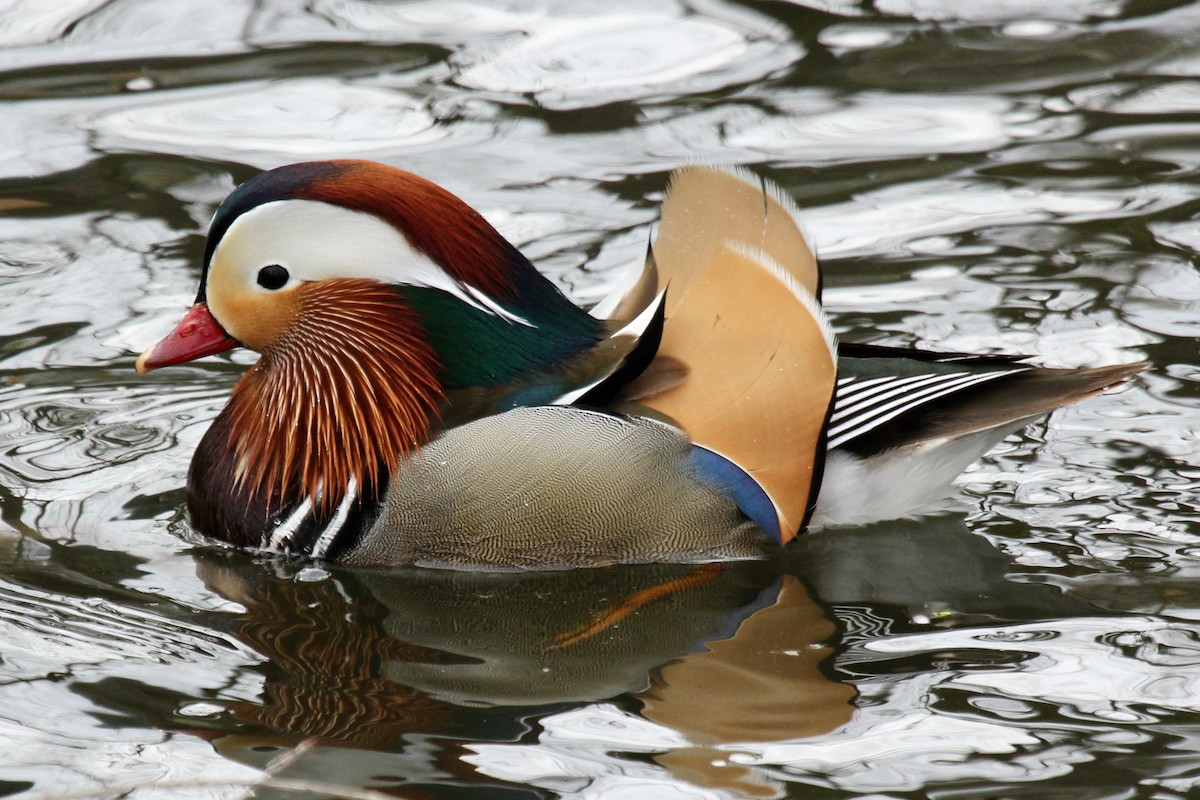 Mandarin Duck - ML152075511