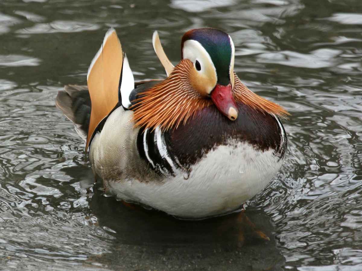 Mandarin Duck - ML152075621