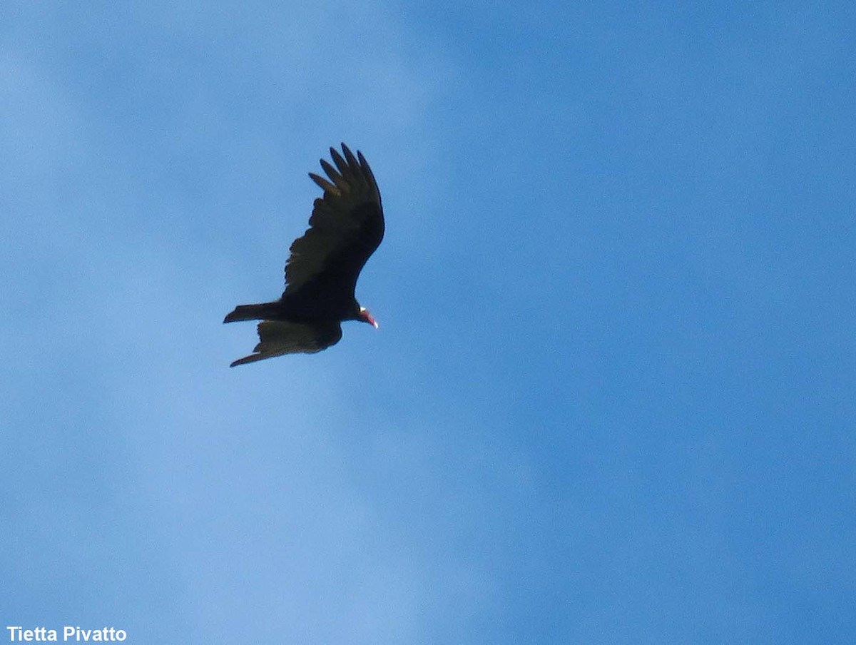 Turkey Vulture - ML152075651