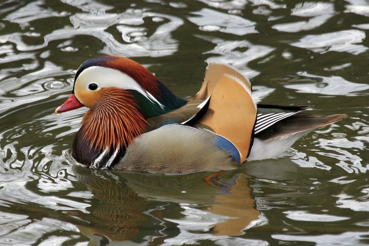 Mandarin Duck - ML152075661