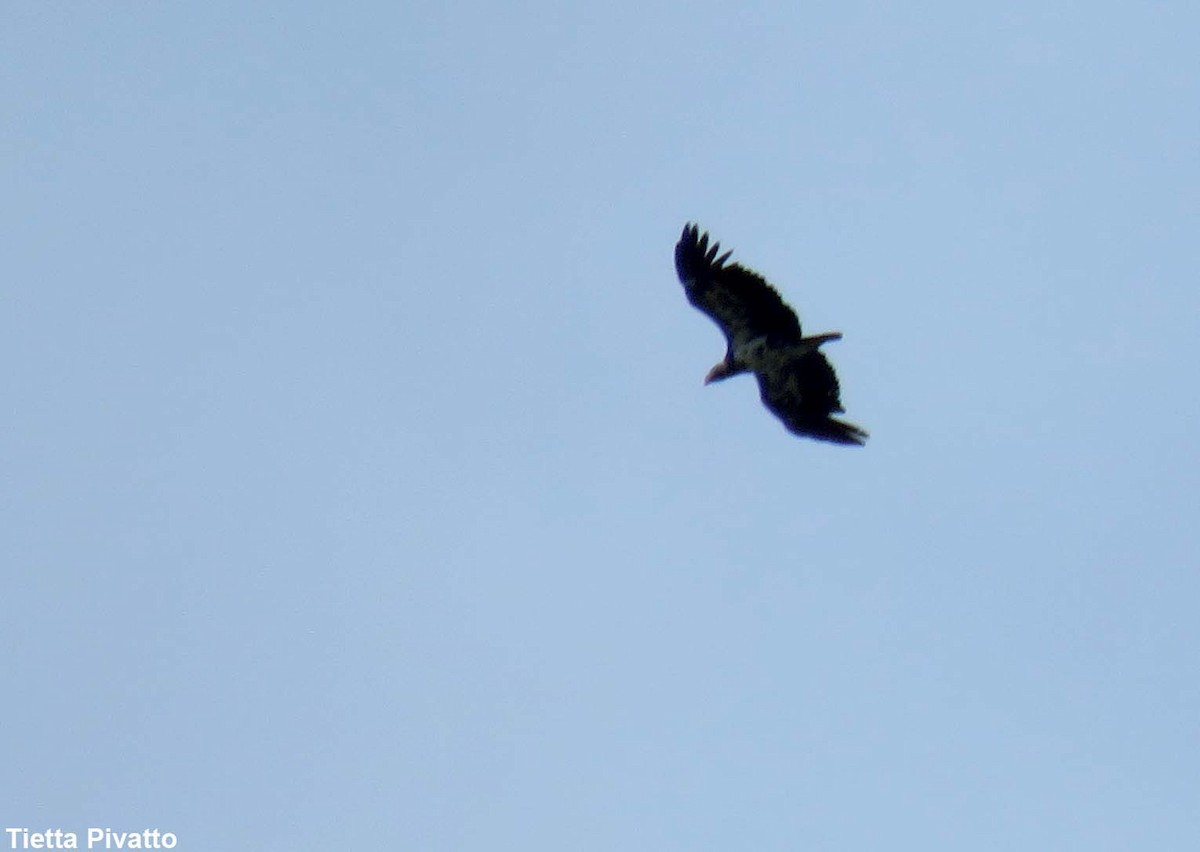 Greater Yellow-headed Vulture - Maria Antonietta Castro Pivatto