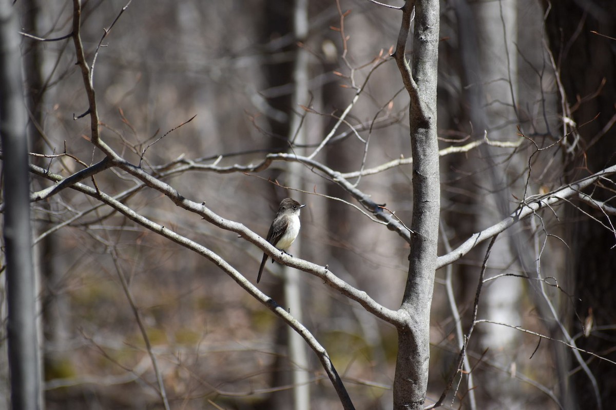 Eastern Phoebe - ML152076521