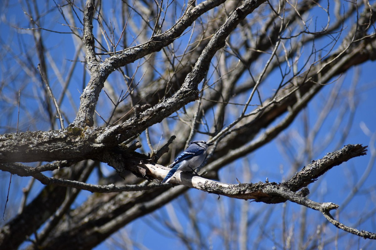 Blue Jay - ML152076721