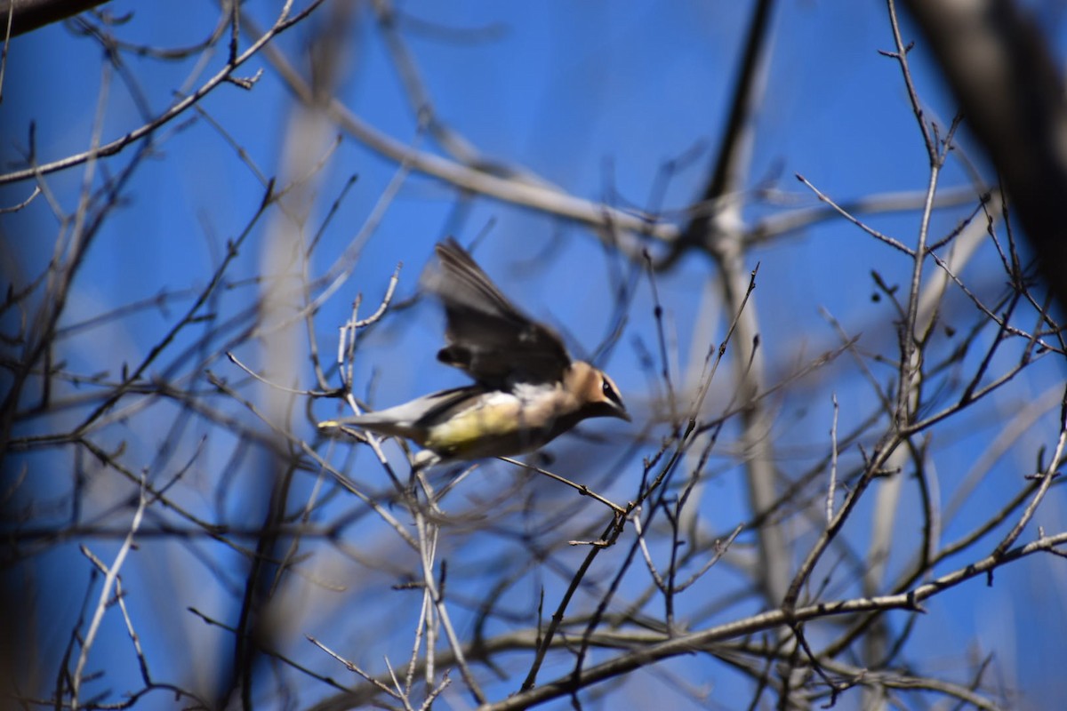 Cedar Waxwing - ML152076951