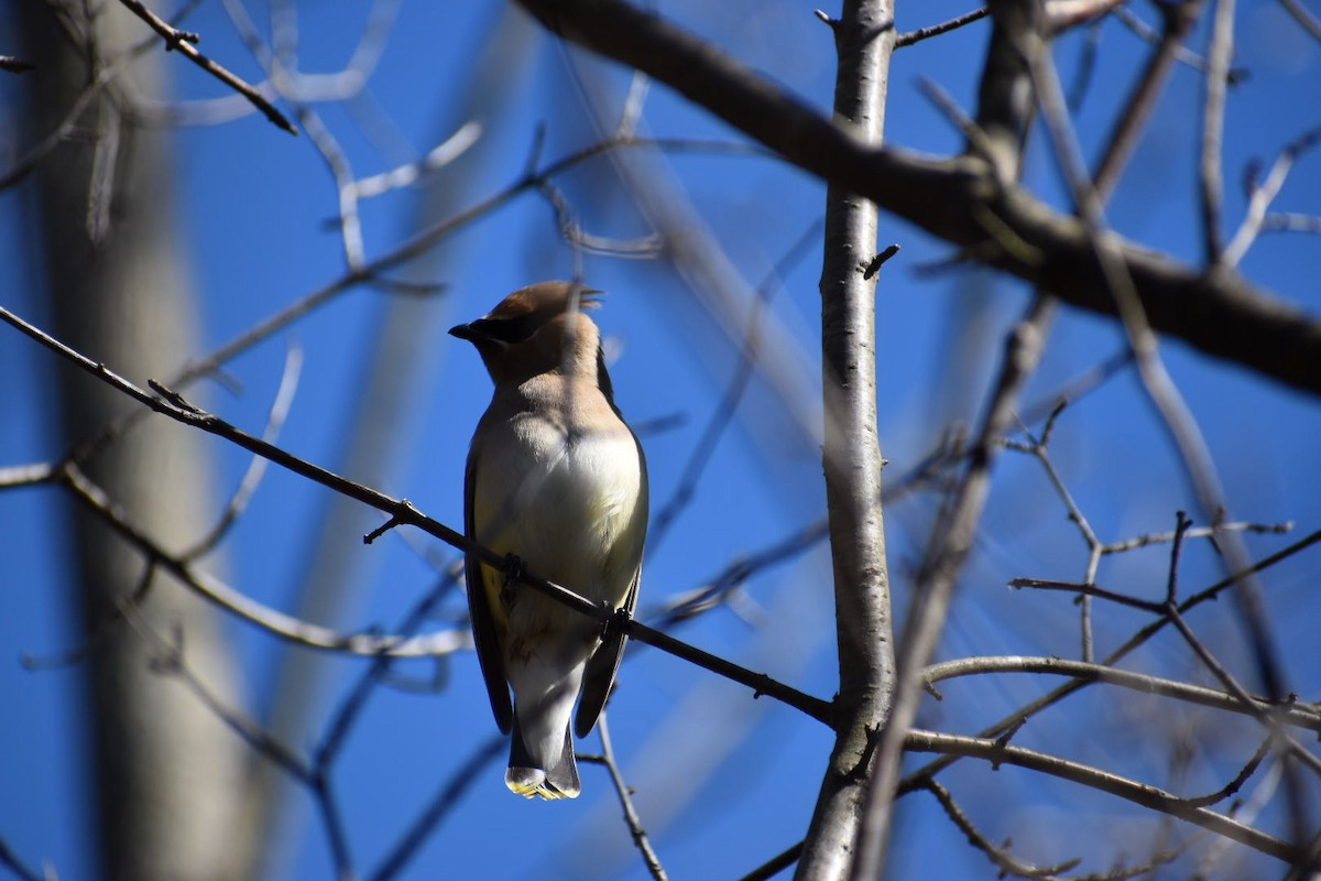 Cedar Waxwing - ML152076961