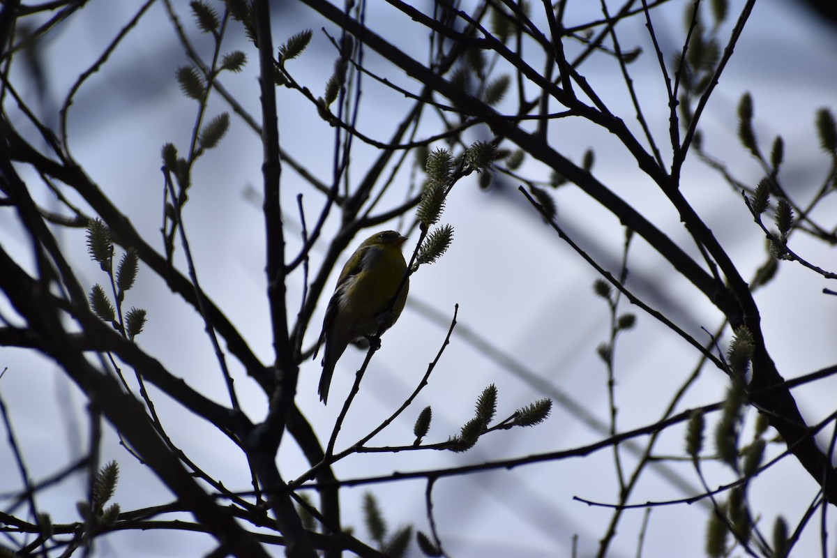 American Goldfinch - ML152077141