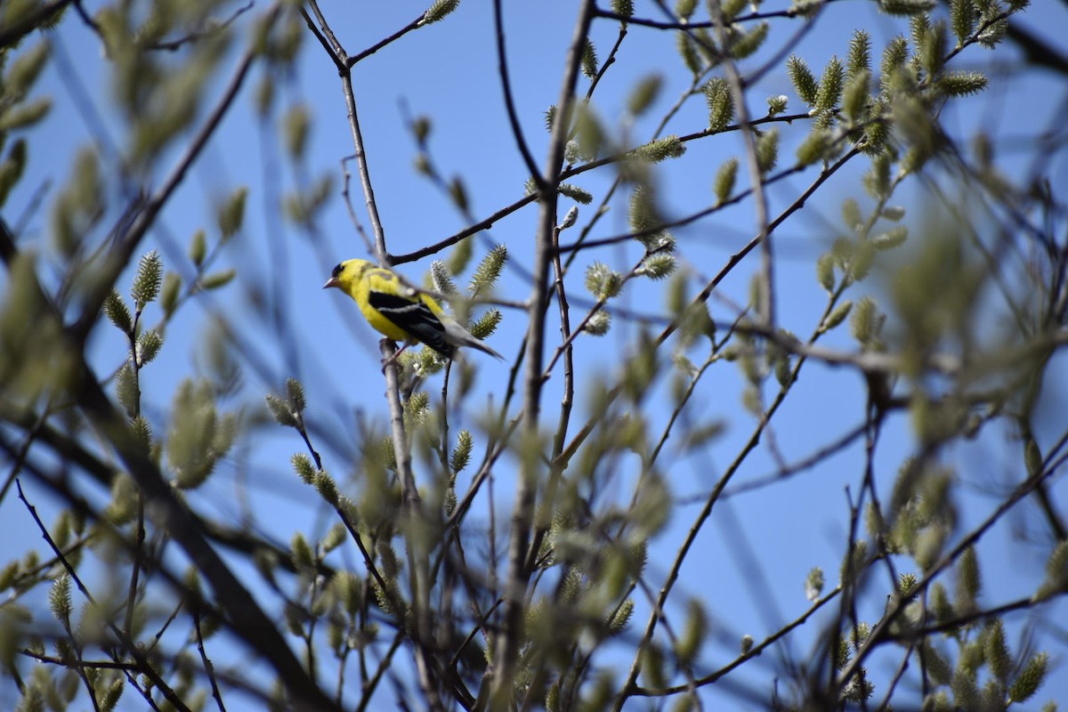 American Goldfinch - ML152077151