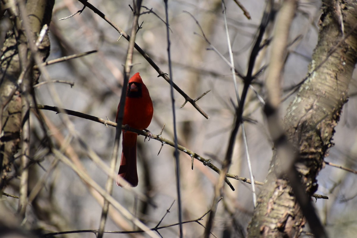 Cardinal rouge - ML152077321