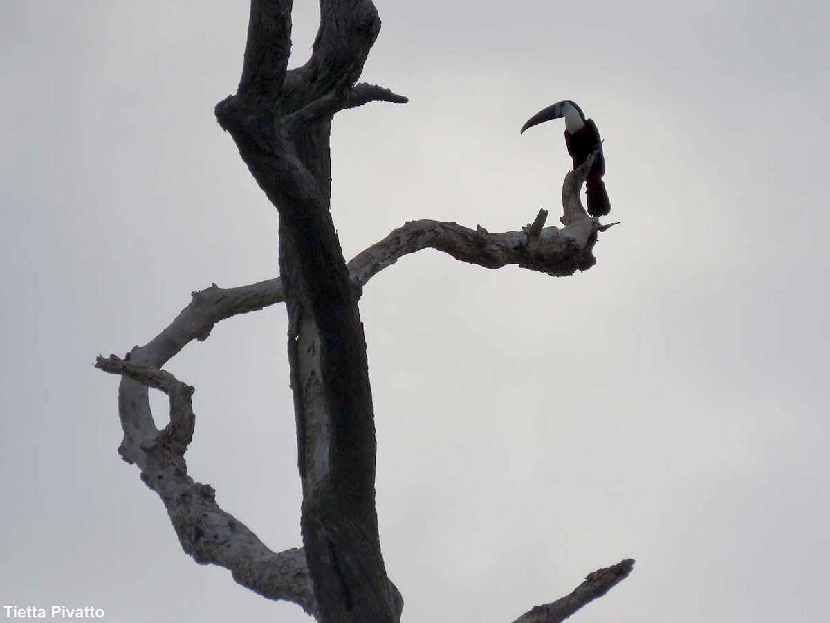 Toucan à bec rouge - ML152078461