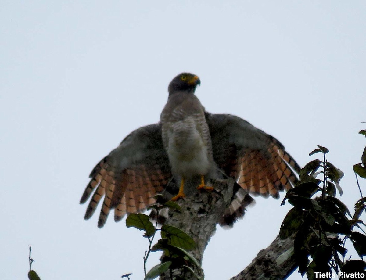 Roadside Hawk - ML152079221