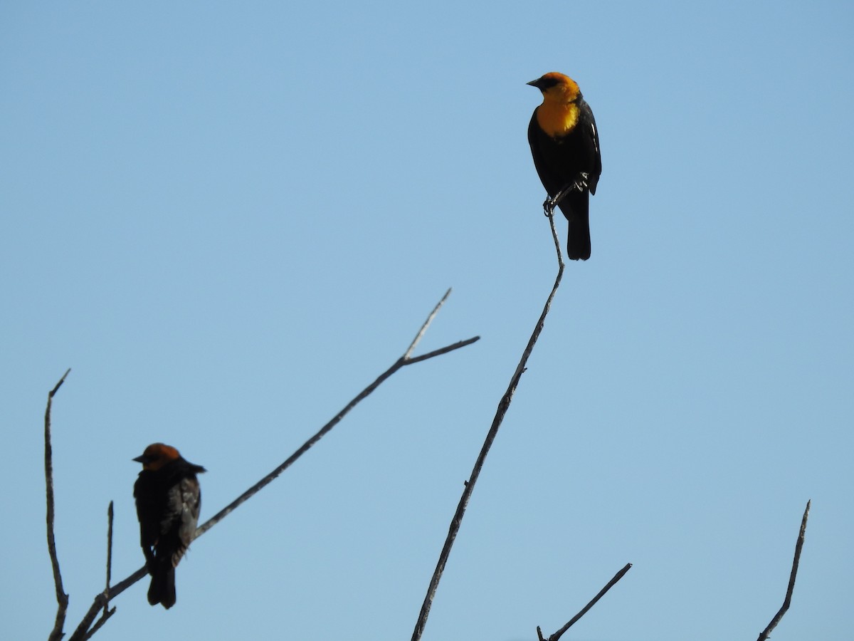 Yellow-headed Blackbird - ML152079521