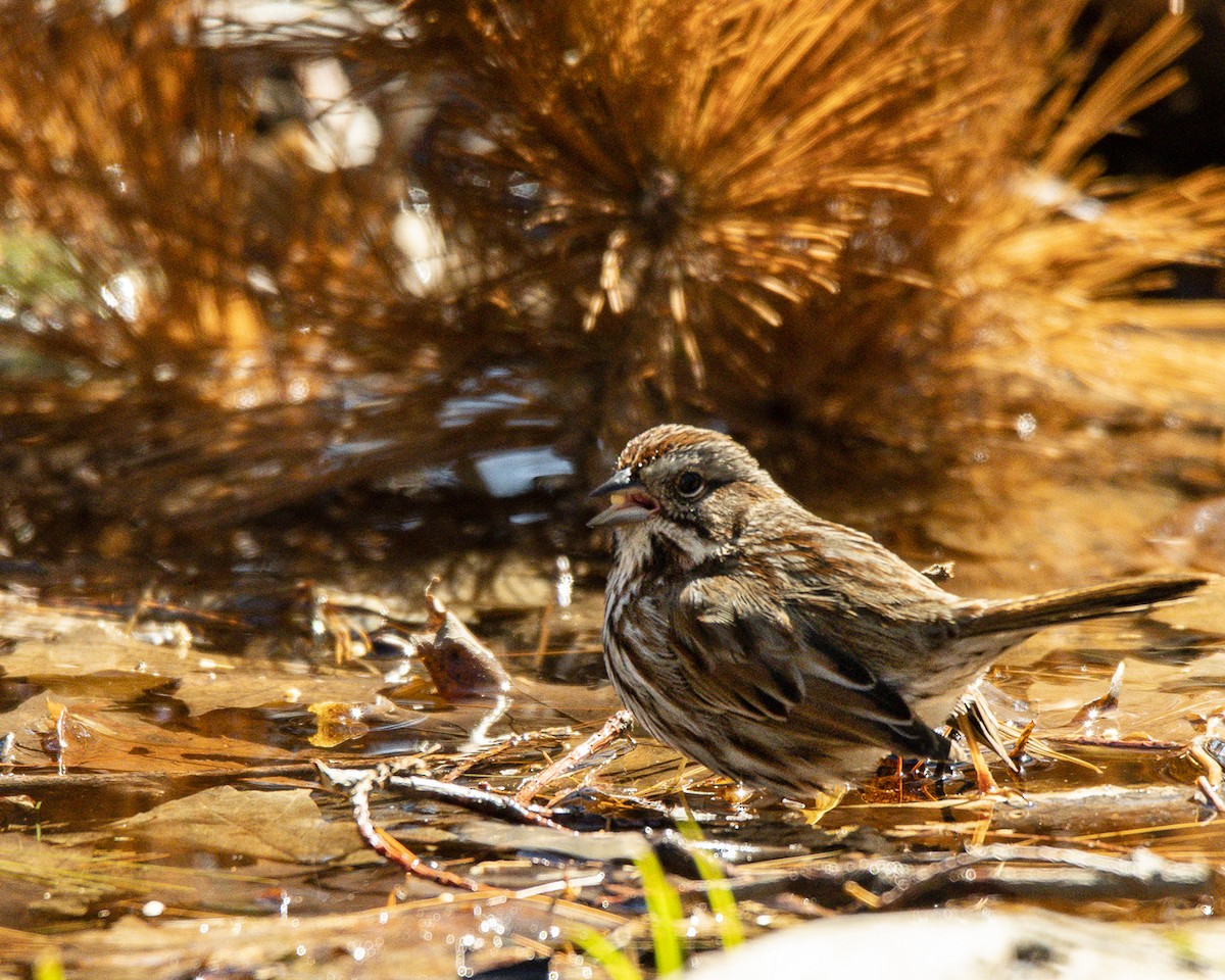 Song Sparrow - ML152079601