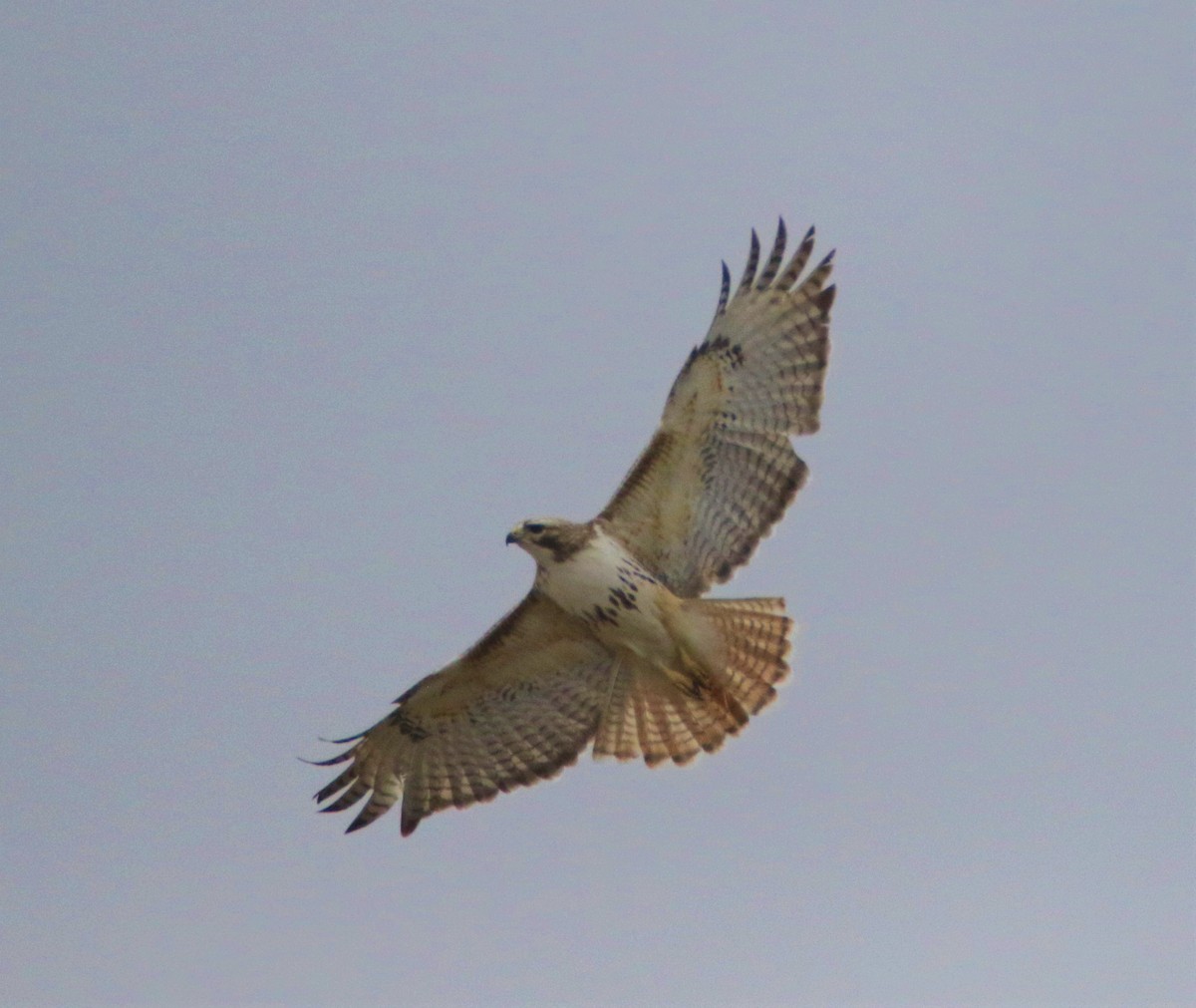 Rotschwanzbussard - ML152080361