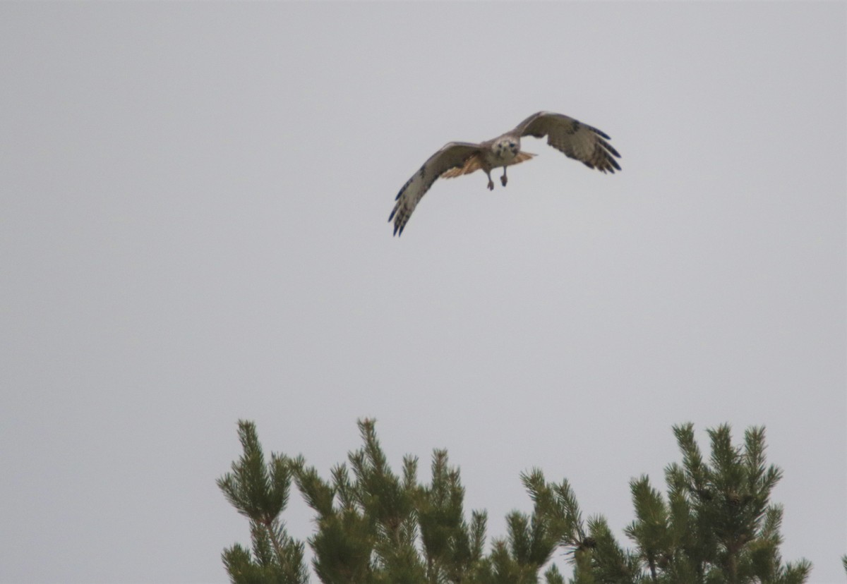 Red-tailed Hawk - ML152080371