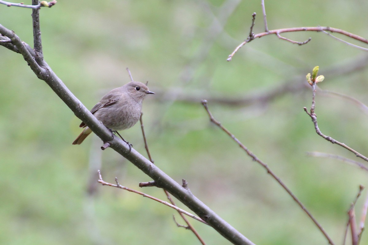 Black Redstart - Vitaliy Mosienko