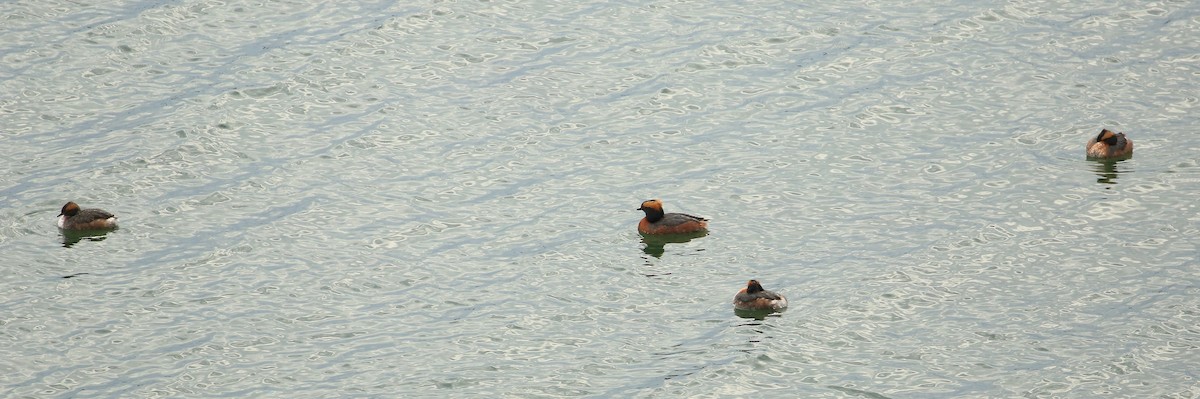 Horned Grebe - ML152080951