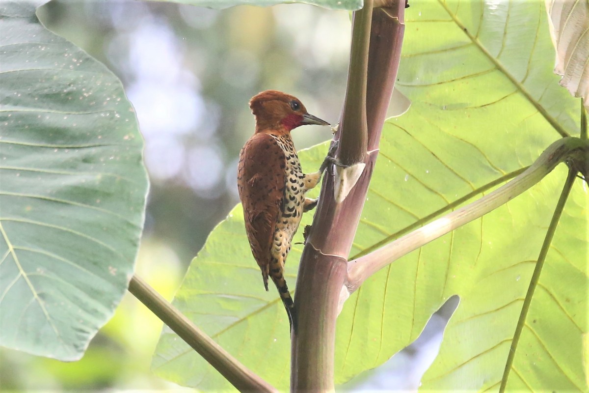 Cinnamon Woodpecker - ML152081231